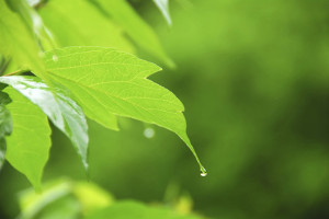 Green Carpet Cleaning