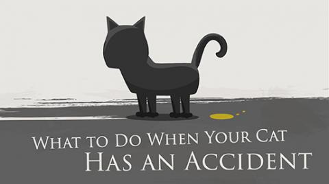 CatAccident_Infographic_teaserimage_02282017_0