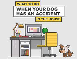 TEASER_April2017_dog_accident_infographic_small
